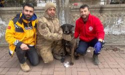 Bitlis UMKE ekibi yaralanan köpeklere de müdahale ediyor