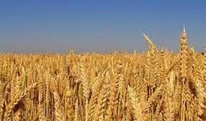 Edirne’de buğday 4 lira 176 kuruştan satıldı