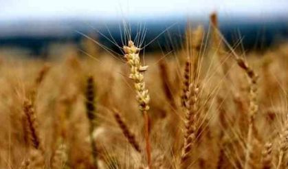 Edirne’de buğday 5 lira 429 kuruştan satıldı