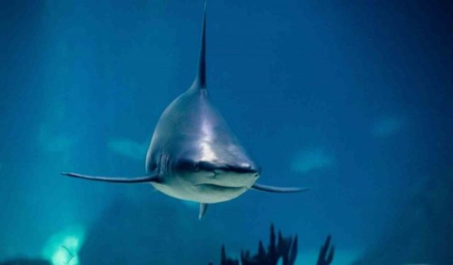 New York’ta köpekbalığı saldırısı: 1 yaralı